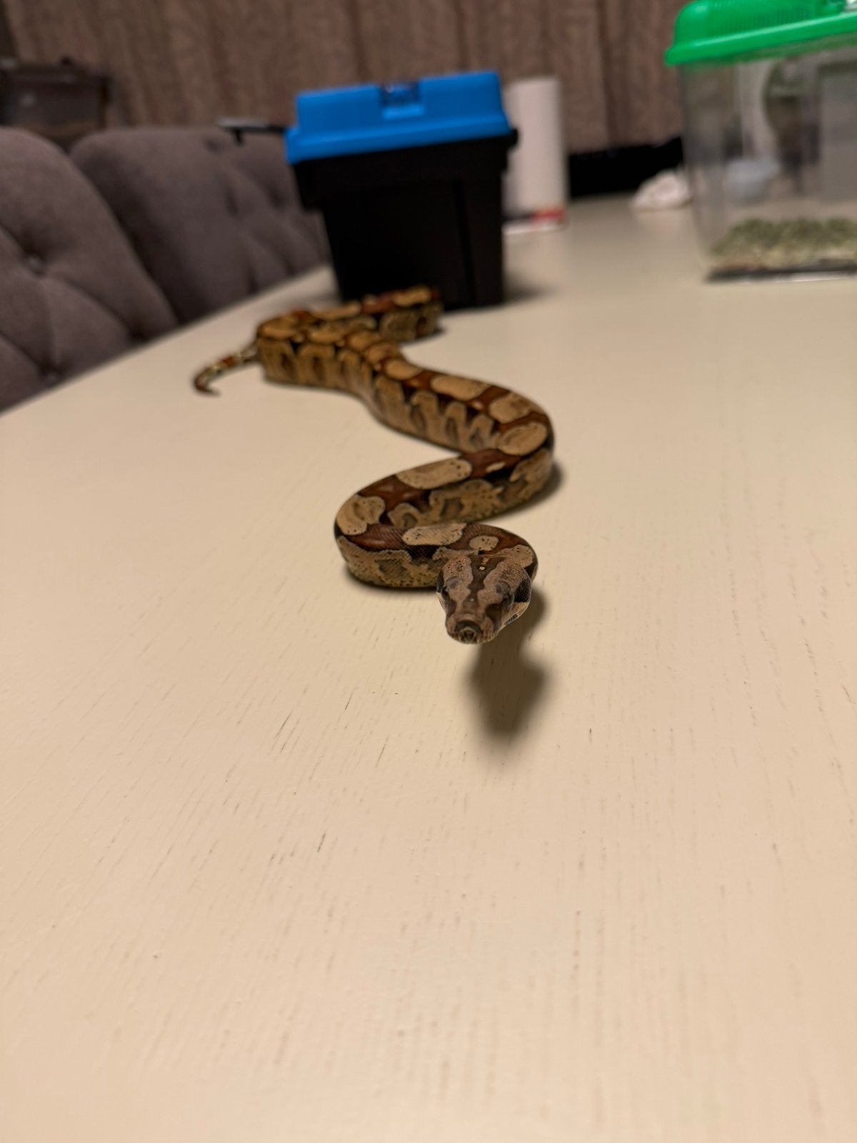 1.0 Boa Constrictor Imperator KEY WEST 66% het SHARP ALBINO Ball Python - male for sale from Verheyen Reptiles