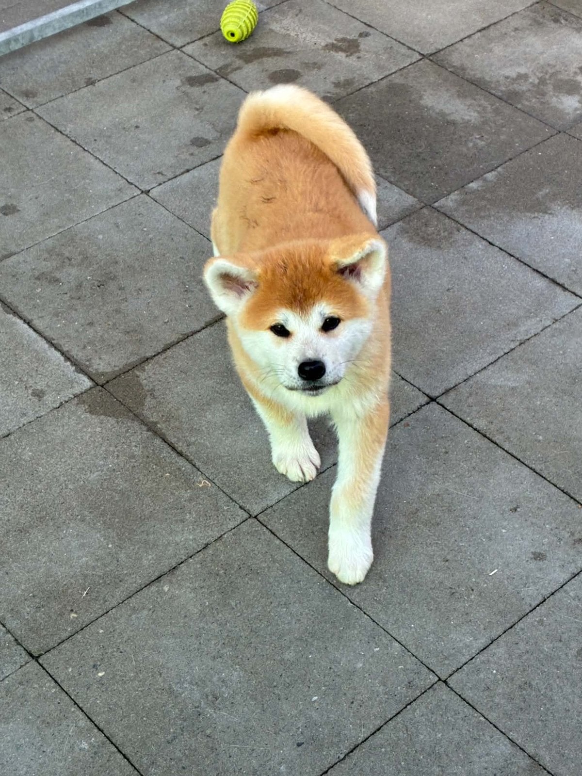 Akita, Animaux & Accessoires, Maladie de Carré (chiens), Autres races, 8 à 15 semaines, Plusieurs