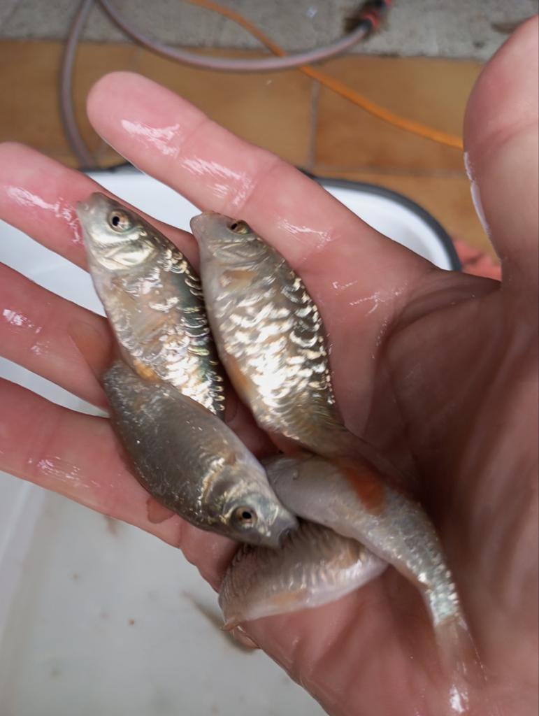 Prachtige Valkenswaard spiegel karpertjes 8/10 cm, Dieren en Toebehoren, Vissen | Vijvervissen