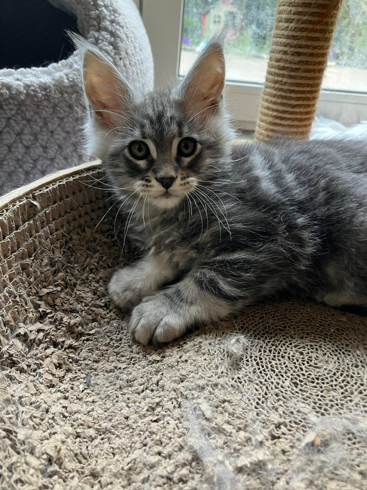 Maine coon kitten kater, Dieren en Toebehoren, Katten en Kittens | Raskatten | Langhaar, Kater, Gechipt, 0 tot 2 jaar