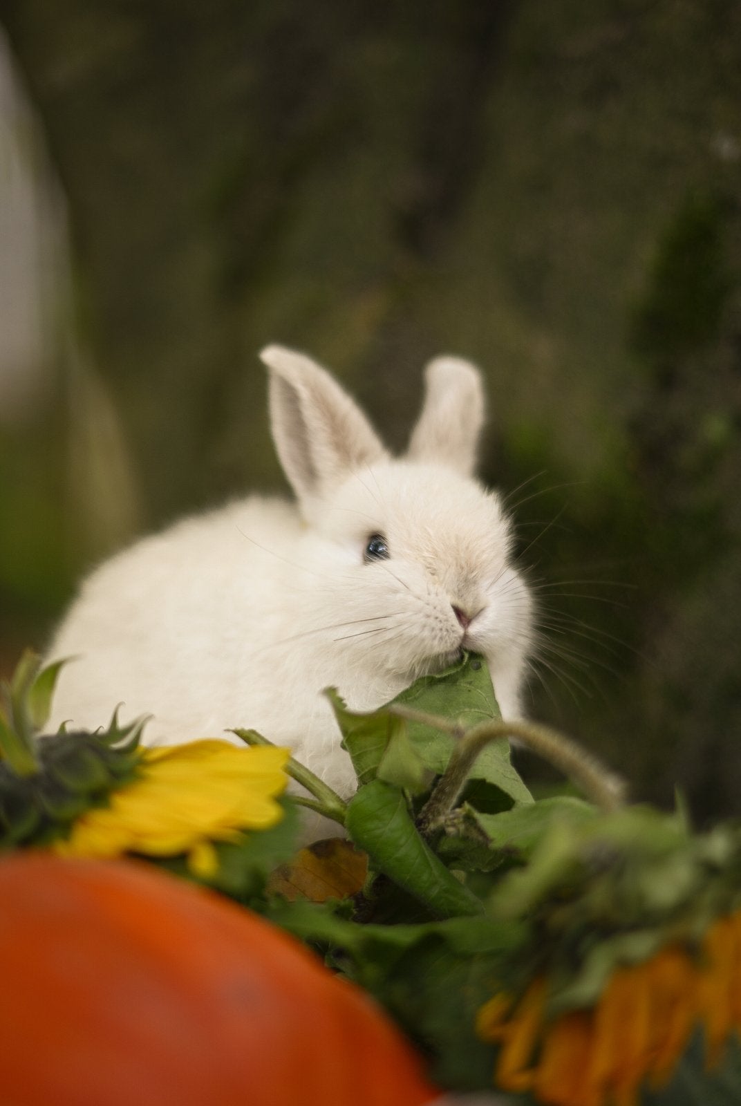 Dwergkonijntje te koop, Dieren en Toebehoren, Hangoor