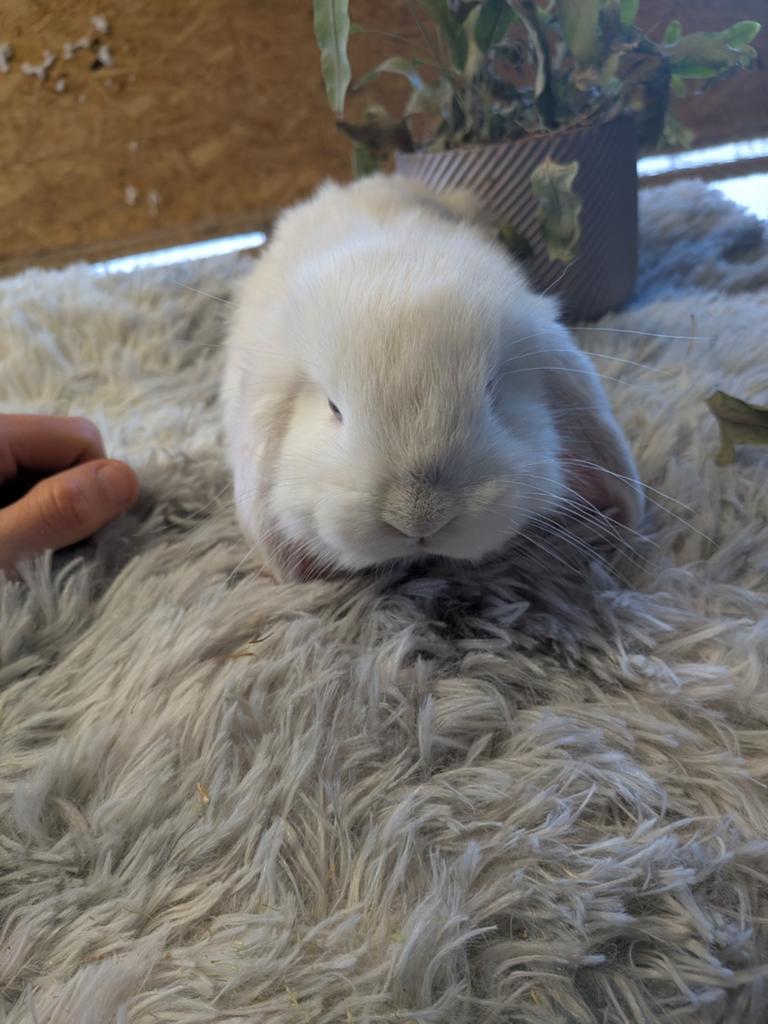 Franse hangoren, Dieren en Toebehoren, Konijnen, Meerdere dieren, Groot, Hangoor, 0 tot 2 jaar