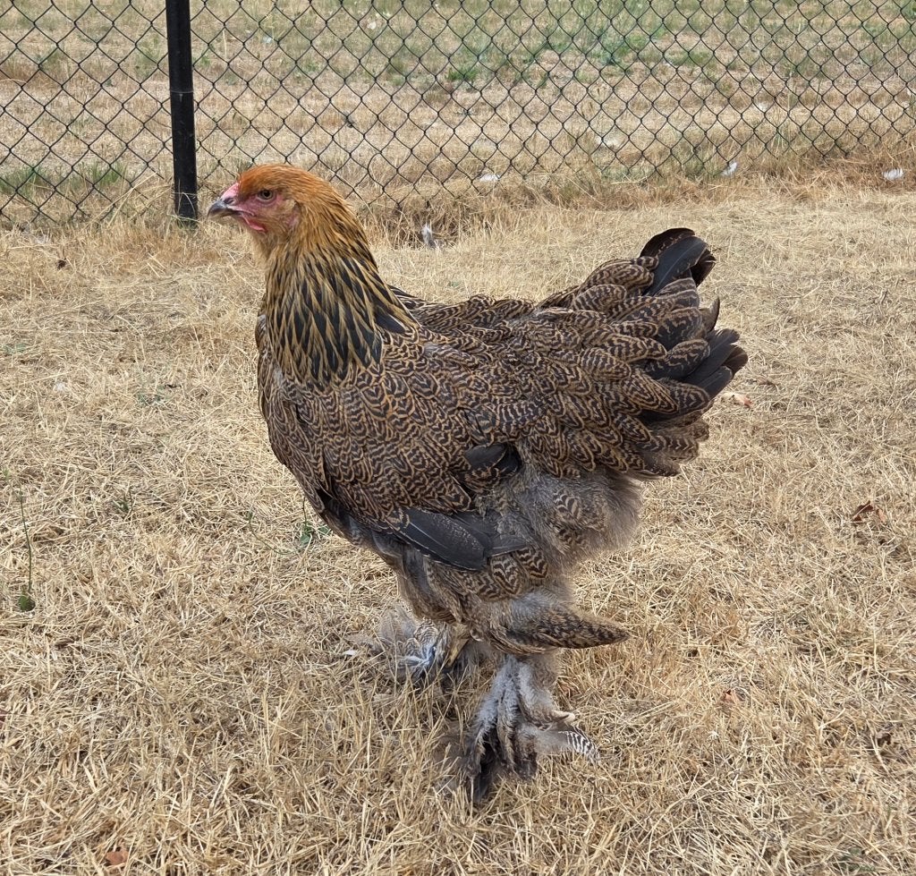 Brahma blauwpatrijs hennentje, Dieren en Toebehoren, Vrouwelijk, Kip