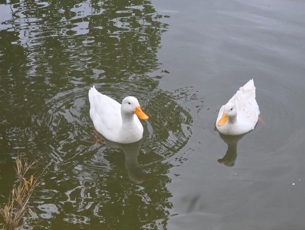 Eendjes couple
