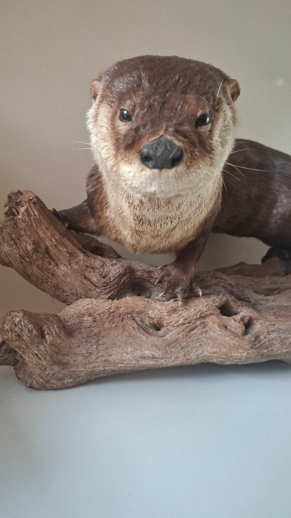 loutre en peluche Loutre de rivière d'Amérique du Nord, Enlèvement, Utilisé, Animal sauvage, Animal empaillé