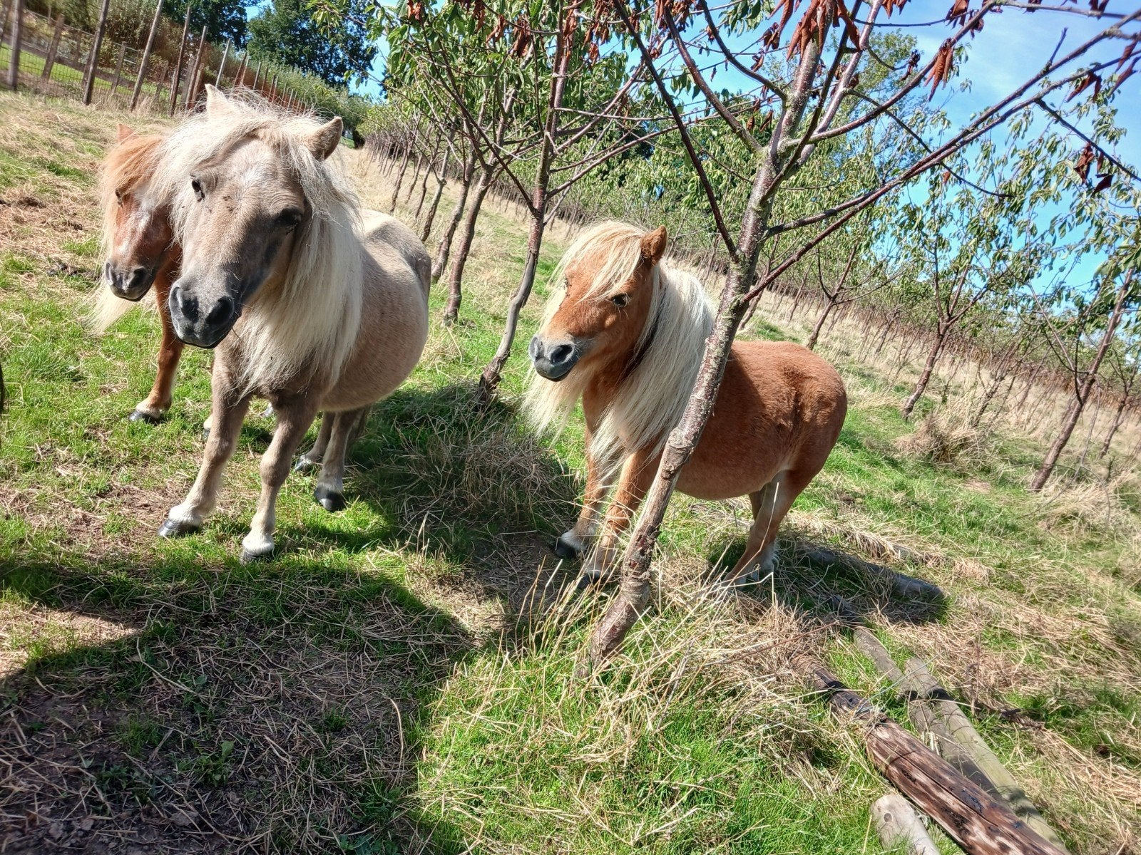3 shetlander pony merries, Dieren en Toebehoren, Pony's, Merrie, Met stamboom, A pony (tot 1.17m), Onbeleerd