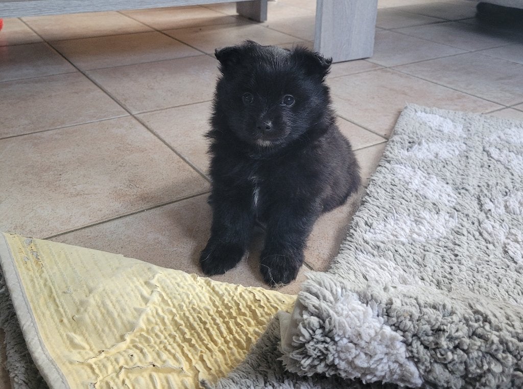 Loulou/Spitz Allemand, Animaux & Accessoires, Particulier, Loulou, 8 à 15 semaines, Plusieurs