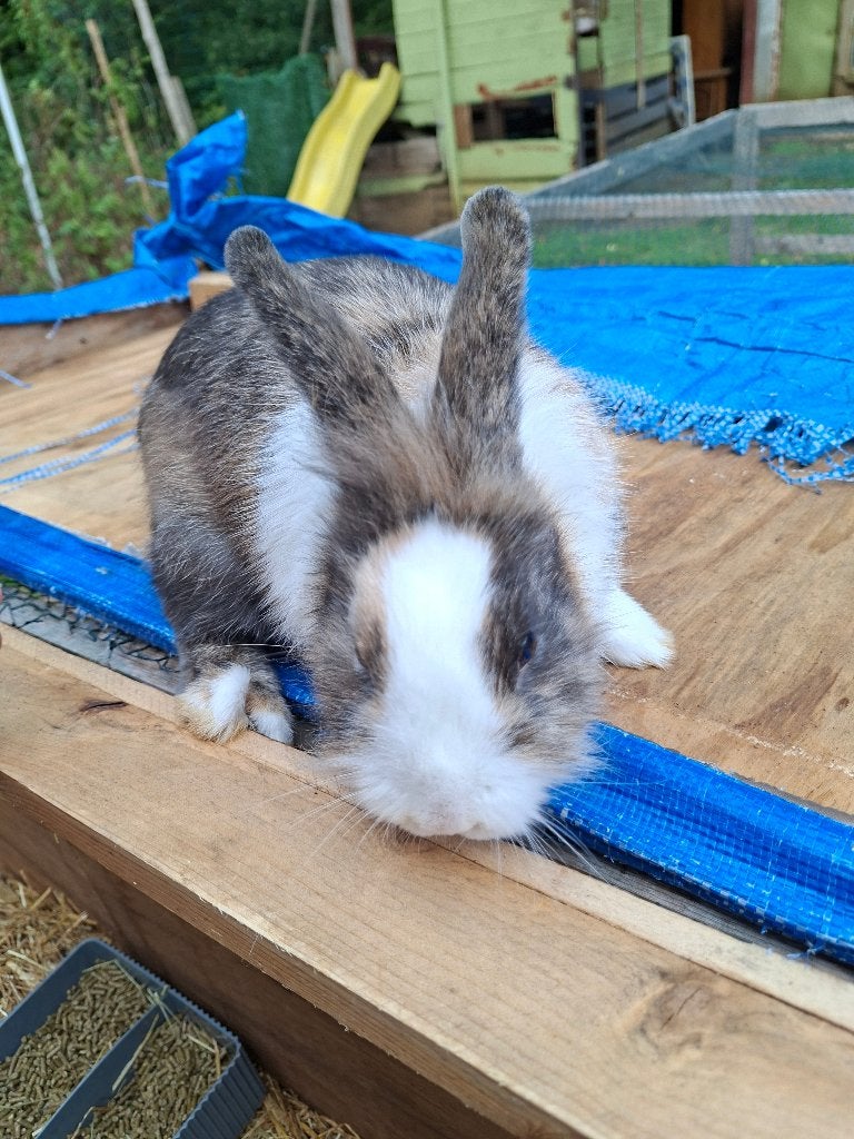 Konijn, Dieren en Toebehoren, Mannelijk, Klein, 0 tot 2 jaar