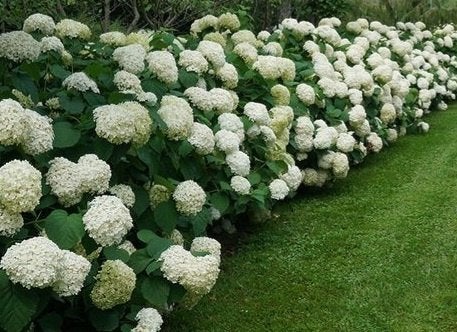 Hortensia Annabelle, Enlèvement, Hortensia