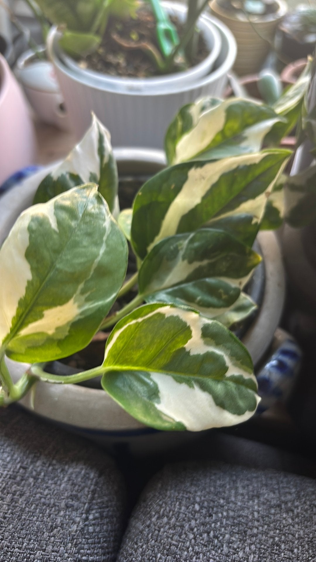 Climbing happy leaf + vintage large stone pot, Ophalen