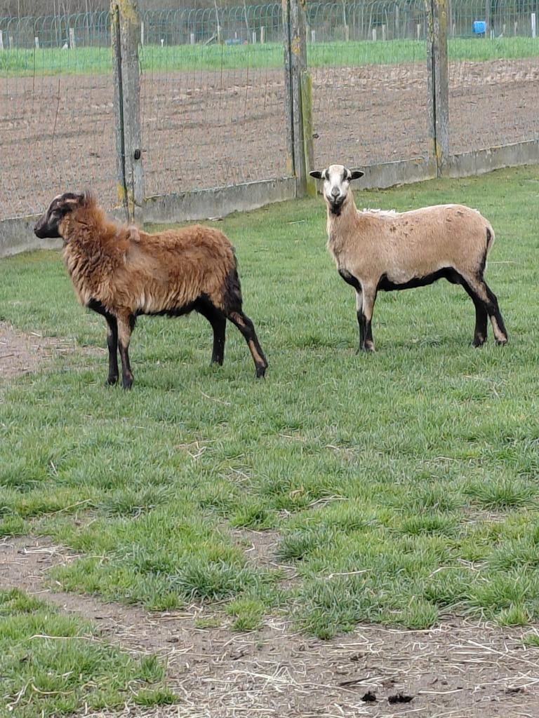 Moutons du Cameroun