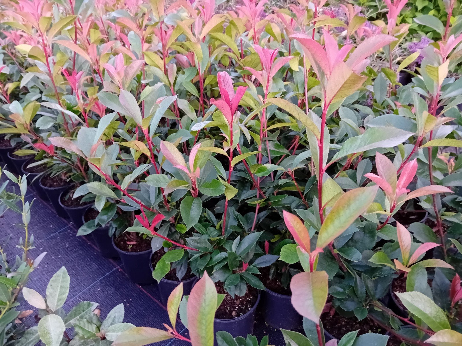 glansmispel, Tuin en Terras, Planten | Tuinplanten, Ophalen