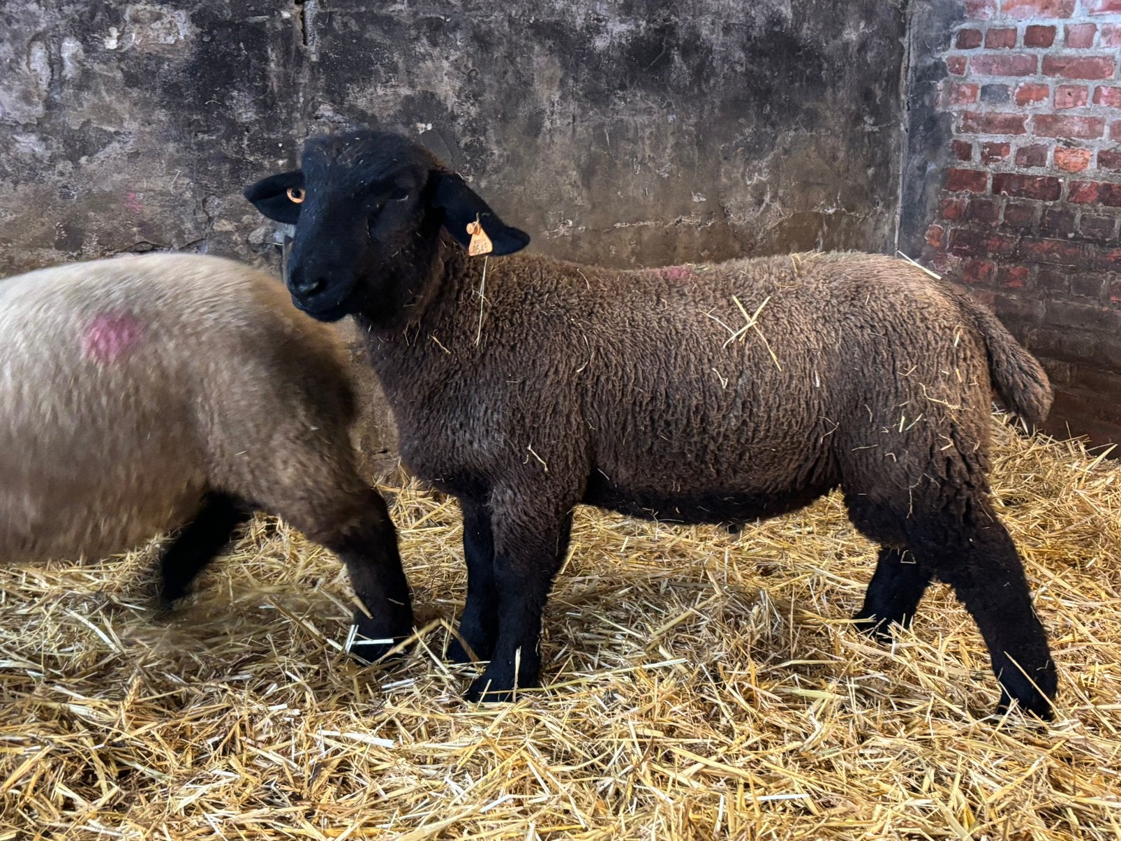 Suffolk ramlammeren, Dieren en Toebehoren, Mannelijk, Schaap, 0 tot 2 jaar
