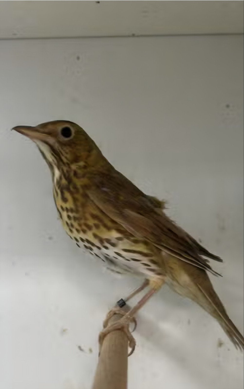 zanglijsters, Dieren en Toebehoren, Vogels | Overige Vogels, Vrouwelijk, Wildzangvogel