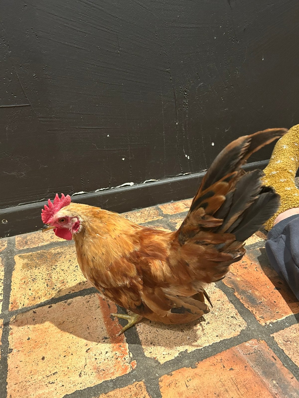 Chabo haan, tam en mak., Dieren en Toebehoren
