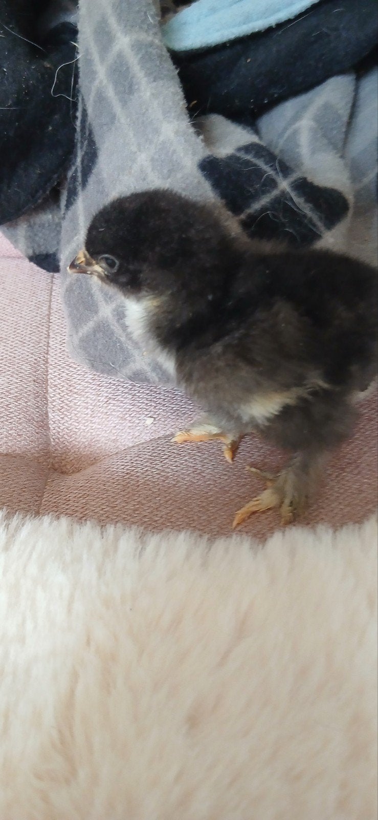 zwart brahma kuiken, Dieren en Toebehoren, Knaagdieren, Juni, Geslacht onbekend, Overige typen, Tam