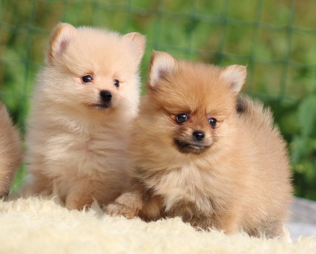 Dwergkees pups, Dieren en Toebehoren, België, Keeshond, CDV (hondenziekte), 8 tot 15 weken