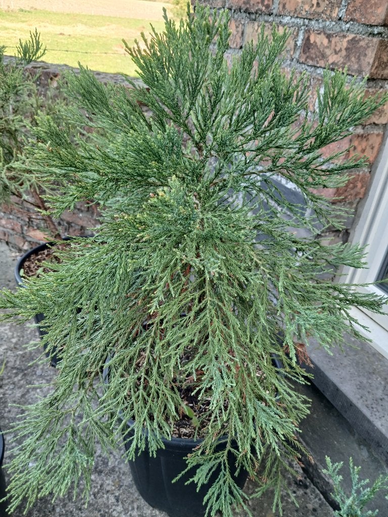 Sequoia's te koop, Bloeit niet, Halfschaduw, Overige soorten, Minder dan 100 cm
