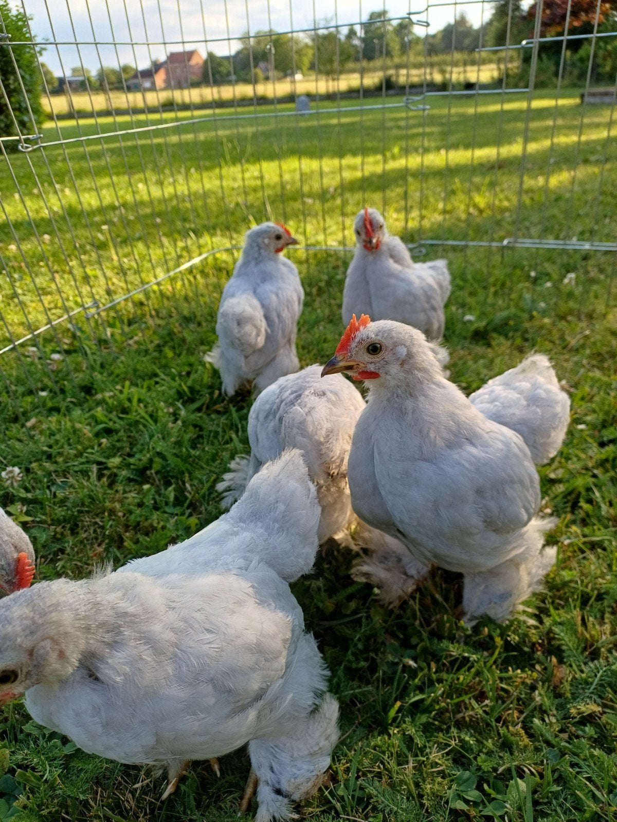 Jonge Cochin kriel haantjes