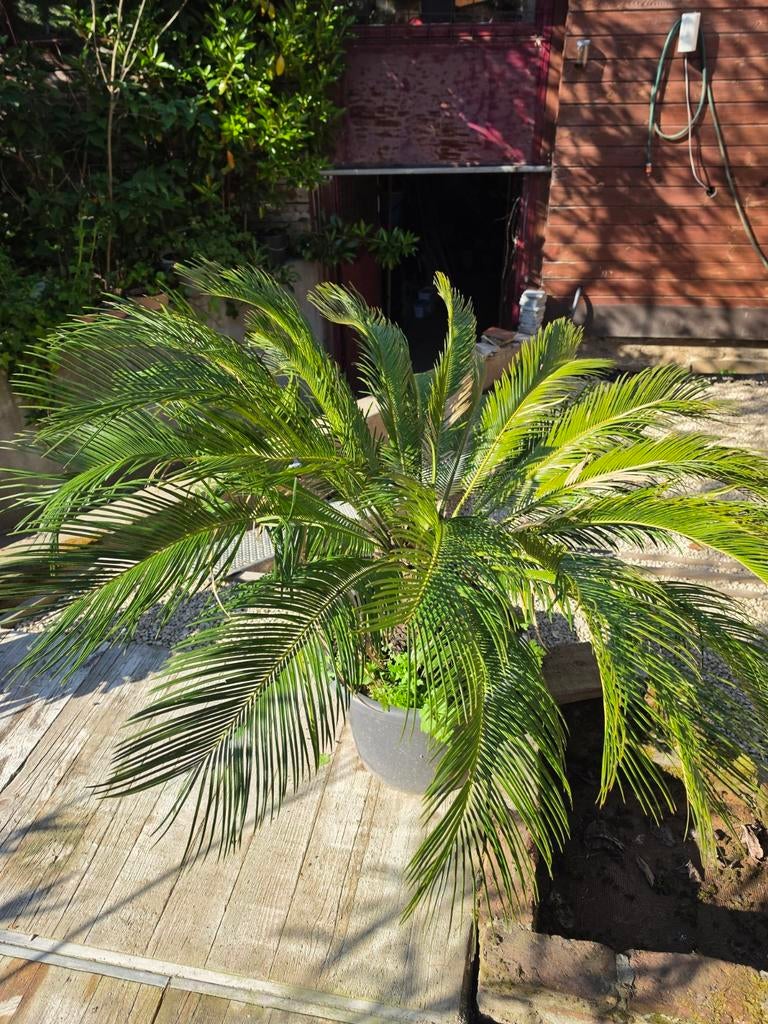 Vredespalm/cycas in pot, Enlèvement