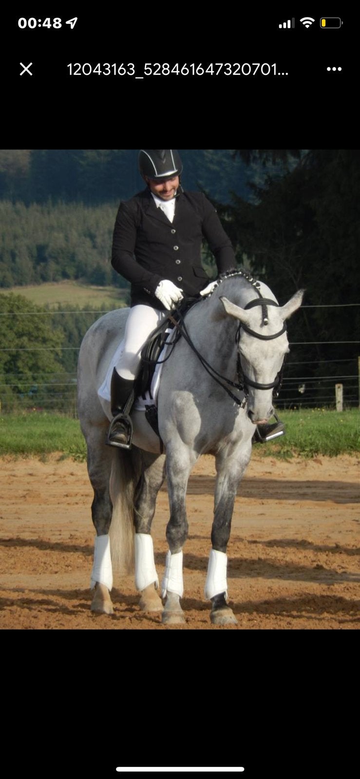 Jument de 19 ans en top forme, Animaux & Accessoires, Cheval de dressage, 11 ans ou plus, M, 165 à 170 cm