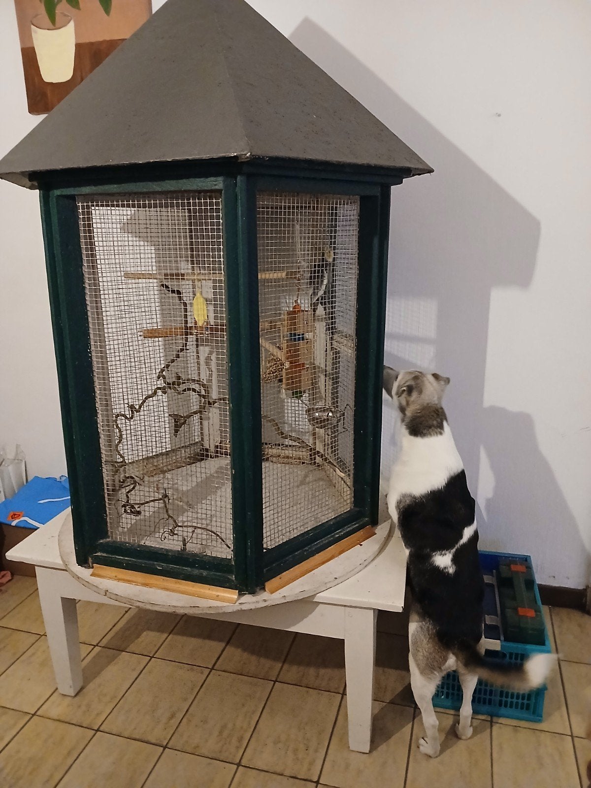 vogelkooi, Ophalen, Gebruikt, Hout, Vogelkooi