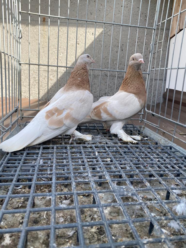 Takla malatya, Dieren en Toebehoren, Vogels | Duiven