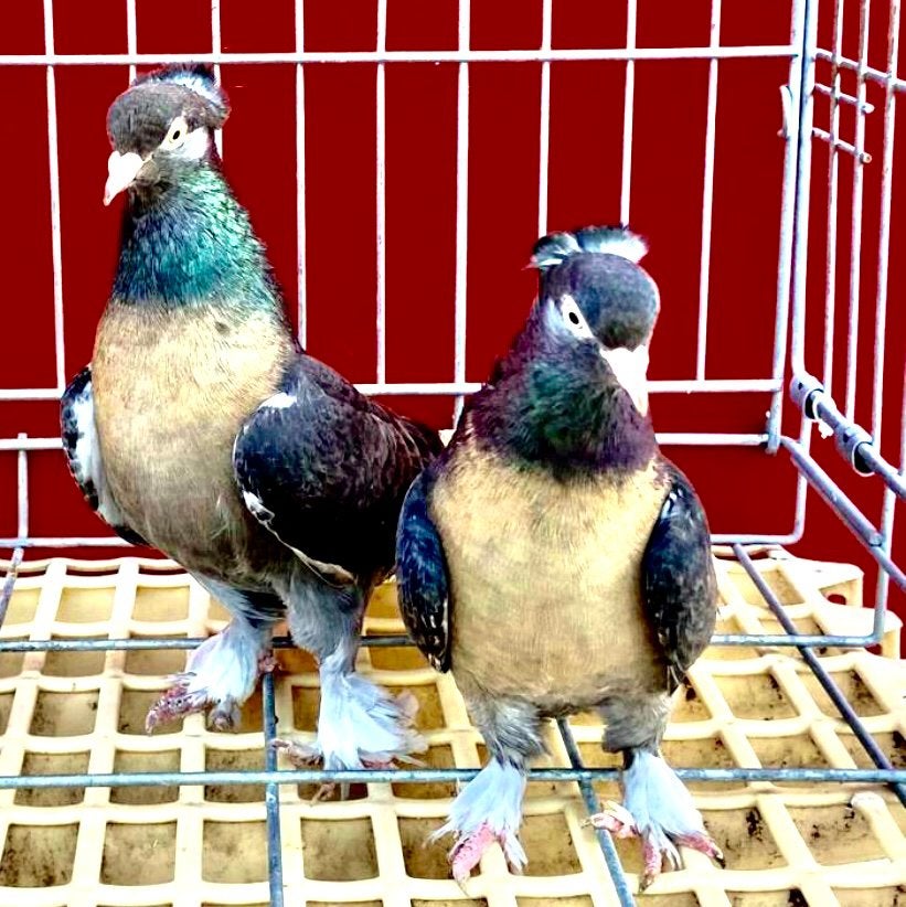 Miro Duiven, Plusieurs animaux, Pigeon culbutant ou Roller