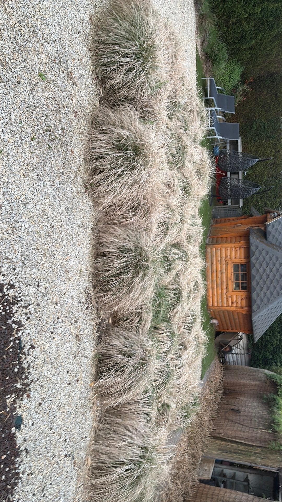 Gratis siergras planten, Tuin en Terras, Planten | Bomen, Overige soorten, Minder dan 100 cm, Zomer, Ophalen