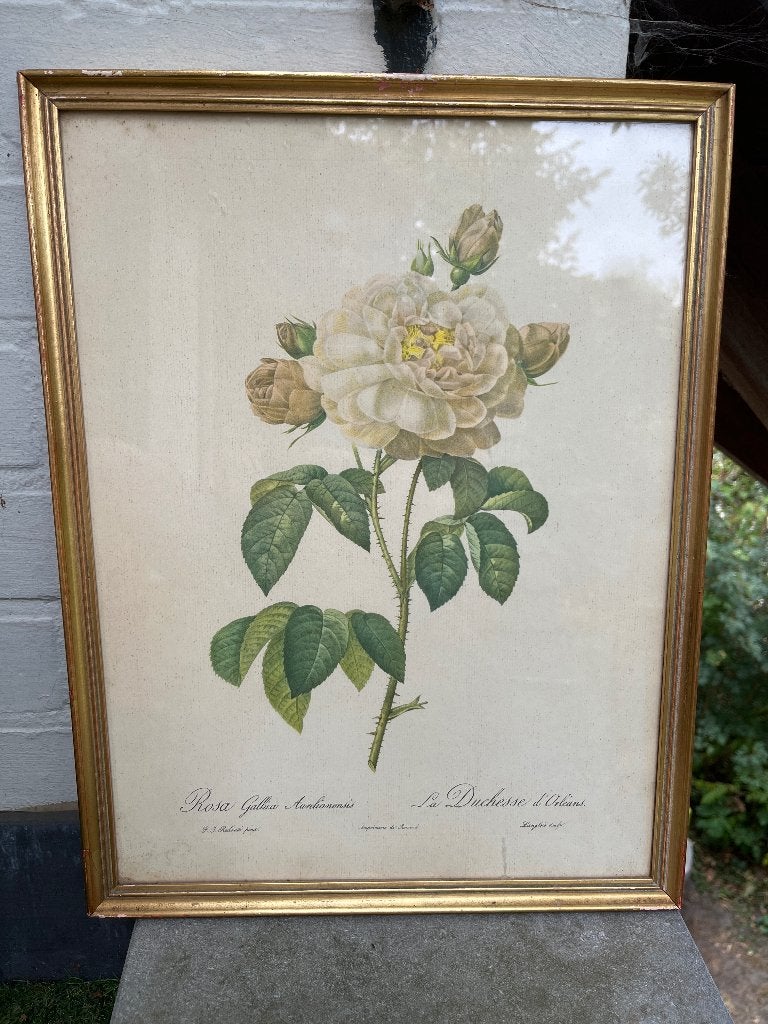 Botanische prent, Antiquités & Art, Enlèvement