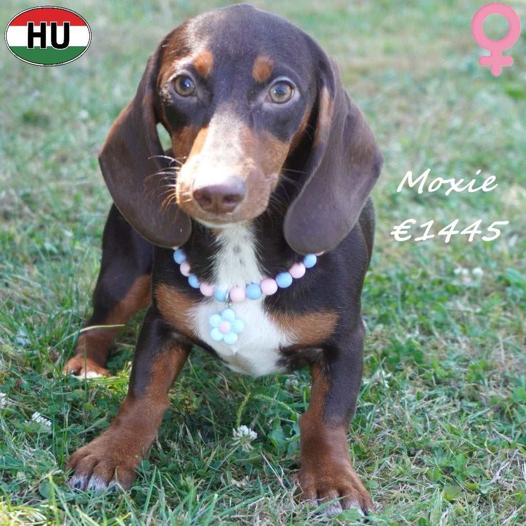 Moxie & Gus, schattige Teckels te koop, Dieren en Toebehoren, 15 weken tot 1 jaar, Handelaar, Dwerg, CDV (hondenziekte)