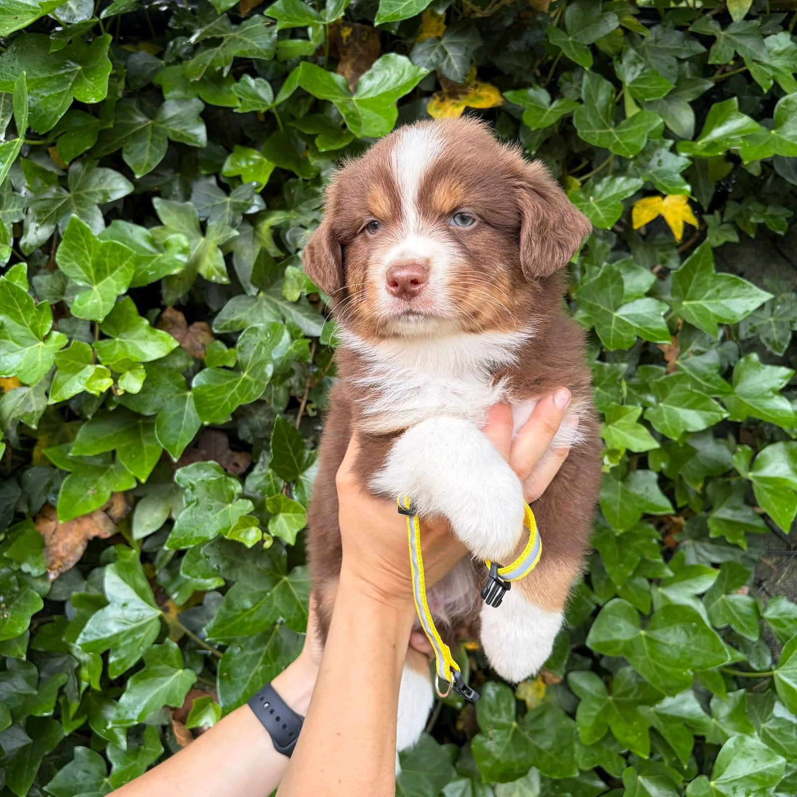 Red tricolor Australische herder pups, België, 8 tot 15 weken, Meerdere, Meerdere dieren