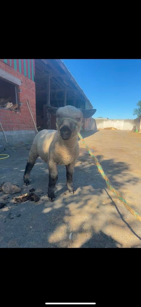 Hampshire down bokje, Dieren en Toebehoren