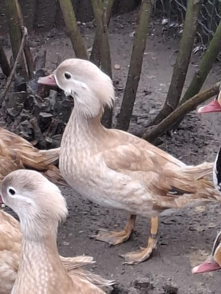 Siereenden 2025, Dieren en Toebehoren
