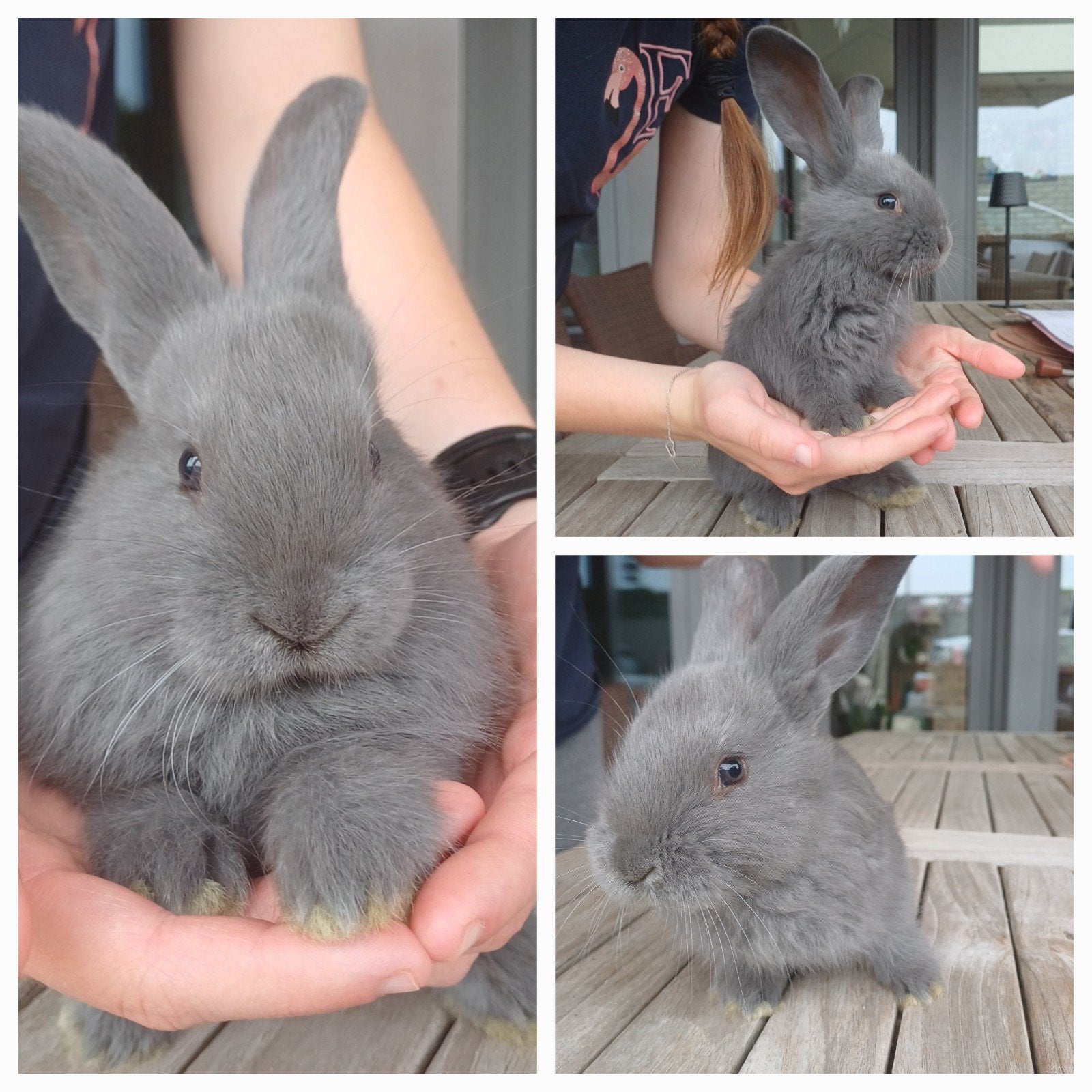 Duitse reus blauw voedstertje te reserveren, Dieren en Toebehoren, Konijnen, Groot, Vrouwelijk, 0 tot 2 jaar