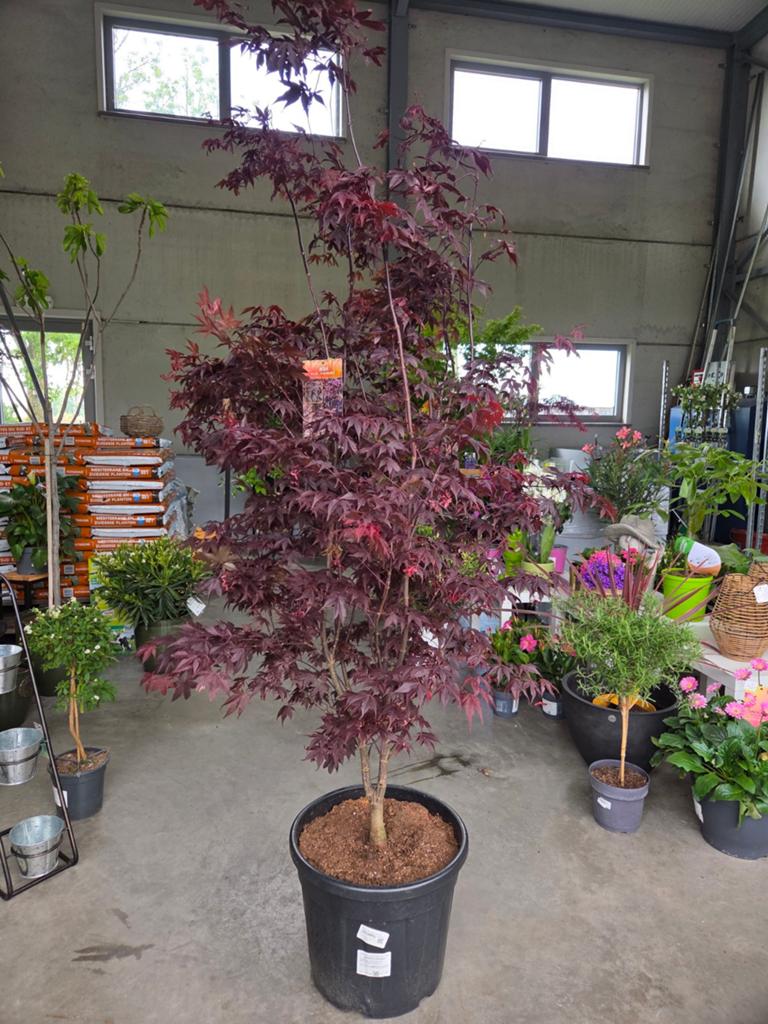 Acer Palmatum 'Bloodgood', Ophalen, Halfschaduw