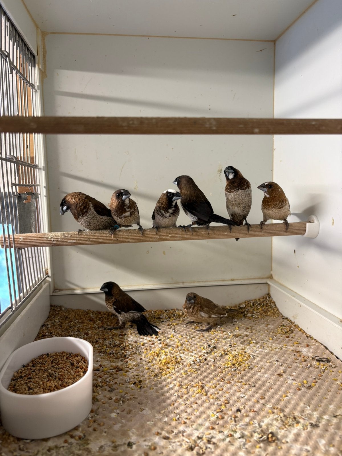 Japanse meeuwen, Dieren en Toebehoren