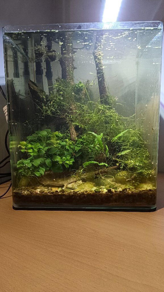 Aquarium + meerdere benodigheden, Dieren en Toebehoren, Ophalen, Gebruikt, Dennerle, Gevuld zoetwateraquarium
