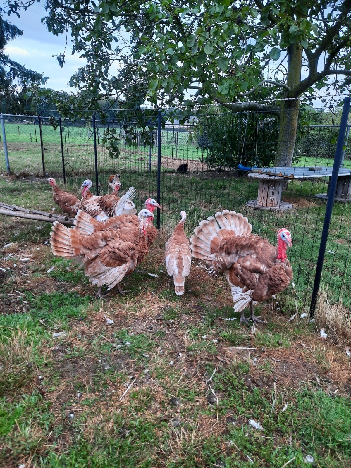rode ardenner kalkoen hanen, Dieren en Toebehoren, Pluimvee, Mannelijk, Kalkoen