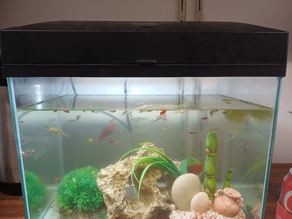 Aquarium VERKOCHT, Dieren en Toebehoren, Ophalen, Inclusief planten, Gebruikt, Overige typen