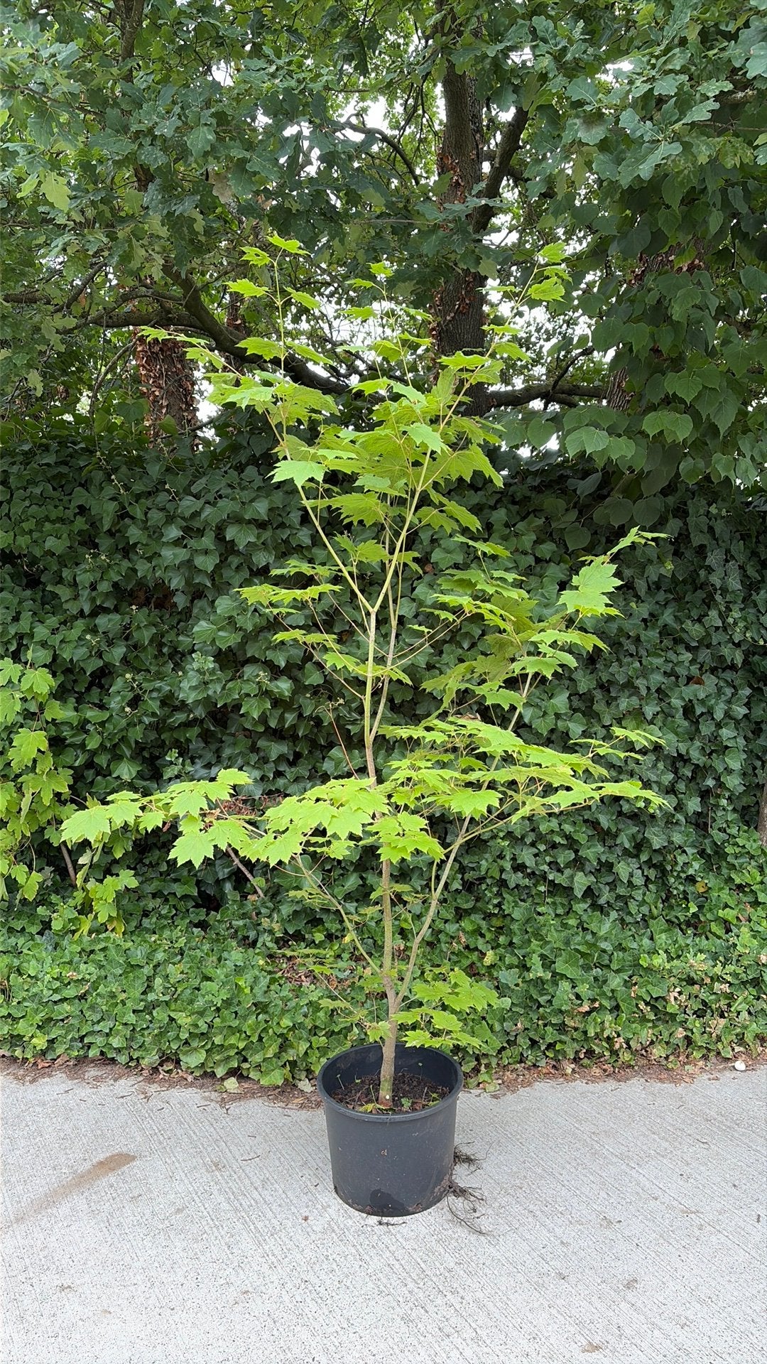Japanse esdoorn 180 cm, Ophalen, Esdoorn