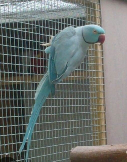 Eleveur éprouvé : wks bleu/opaline