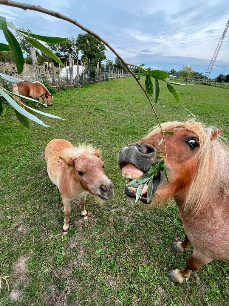 Shetlander hengst jaarling, Avec puce électronique, Poney de récréation, Poney A (jusqu'à 1.17 m), 0 à 2 ans