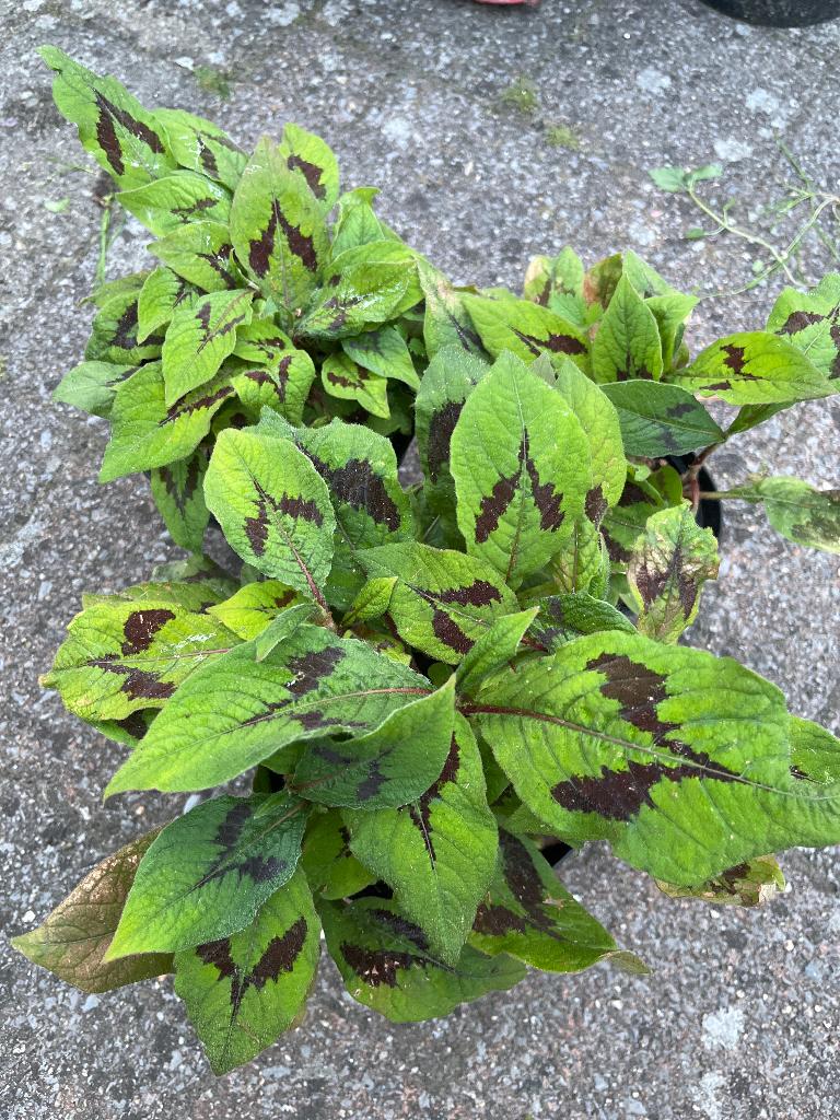Persicaria virginiana “Lance Corporal”, Tuin en Terras, Ophalen of Verzenden, Herfst, Vaste plant, Halfschaduw