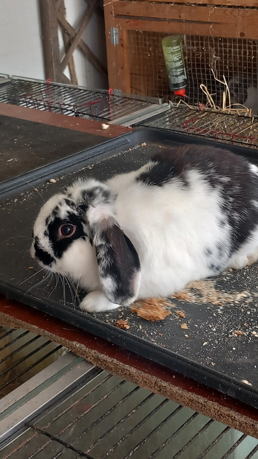 Nederlands hangoortje te koop rammelaartje, Dieren en Toebehoren, Konijnen