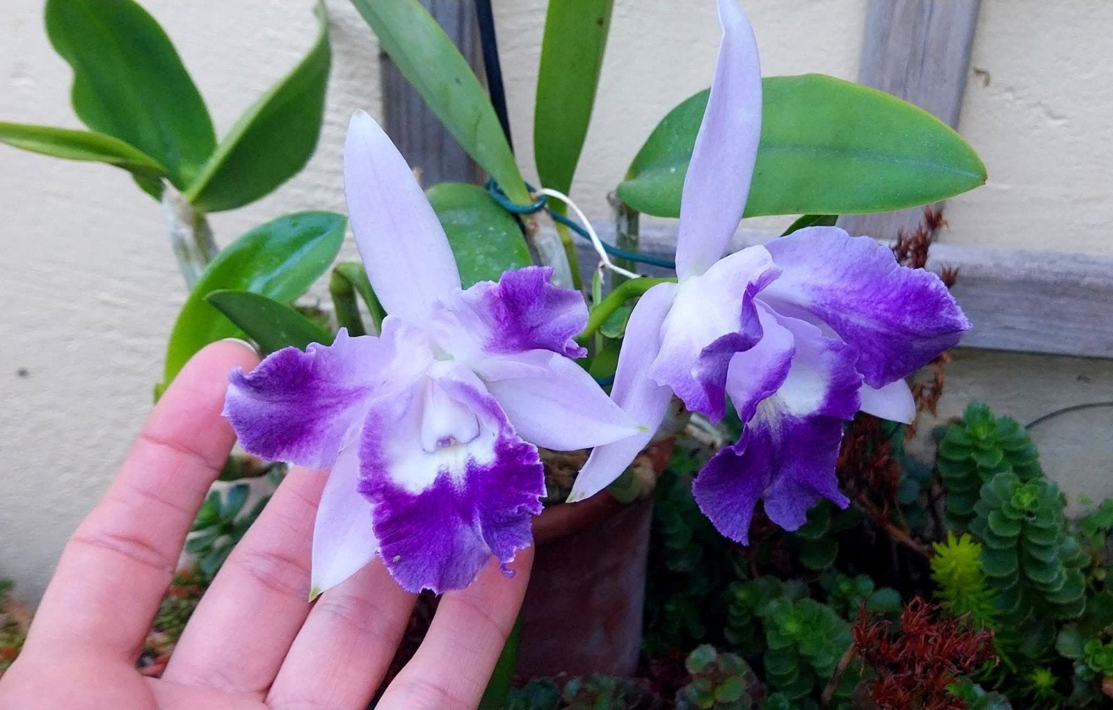 Orchidee Cattleya Cariad's Mini Quinee, Ophalen of Verzenden