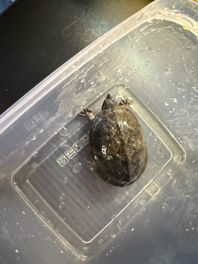 Muskusschildpadden 4x, Dieren en Toebehoren, Schildpad, Met terrarium, 0 tot 2 jaar