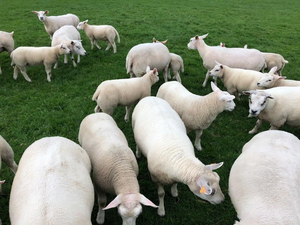 Lammeren