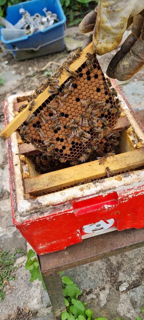 Colonie d'abeilles buckfast, Animaux & Accessoires, Mai
