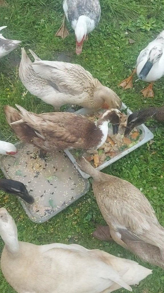 5 vrouwelijke Indische loopeend, Femelle, Canard